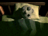 zzz
